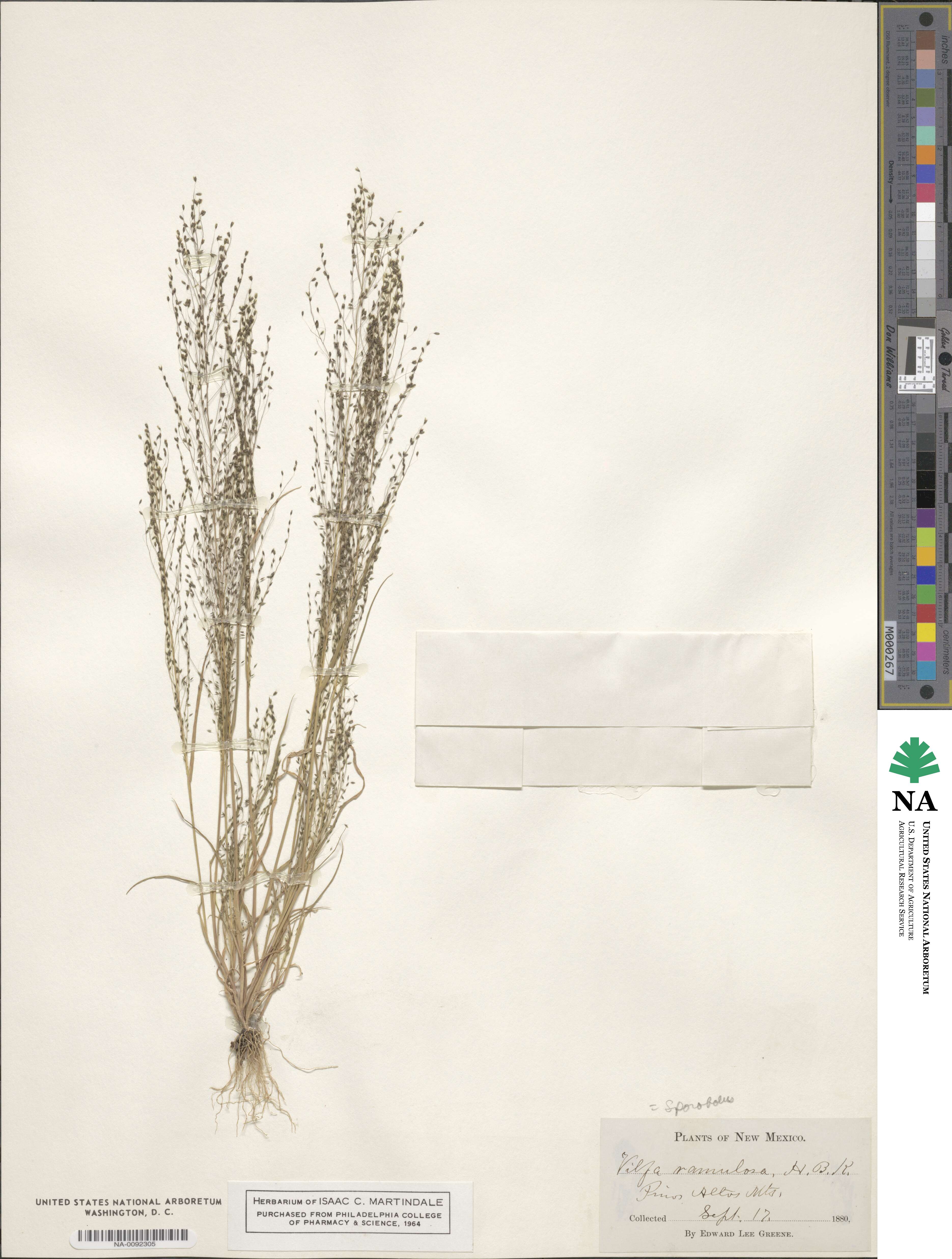 Muhlenbergia ramulosa image