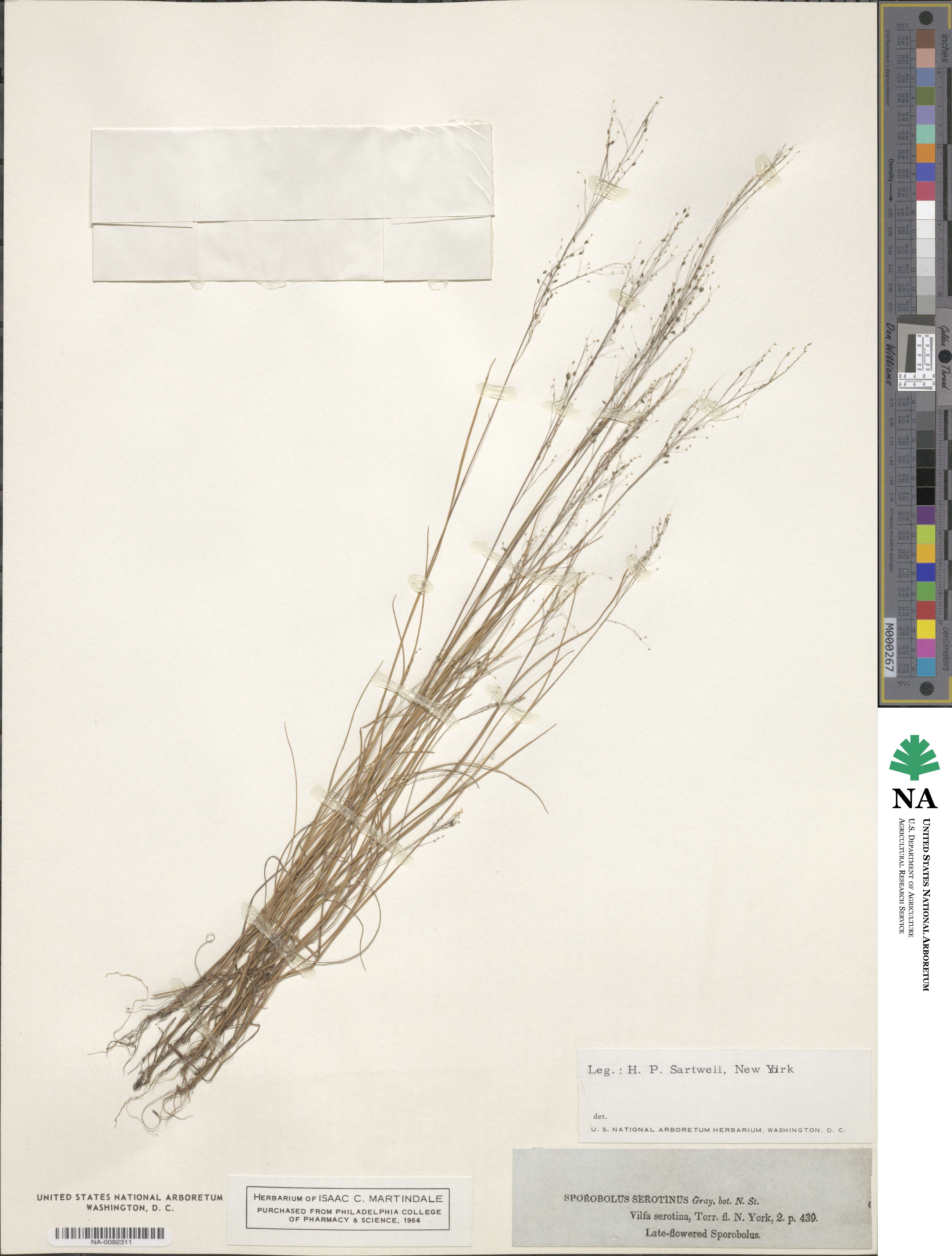 Muhlenbergia uniflora image