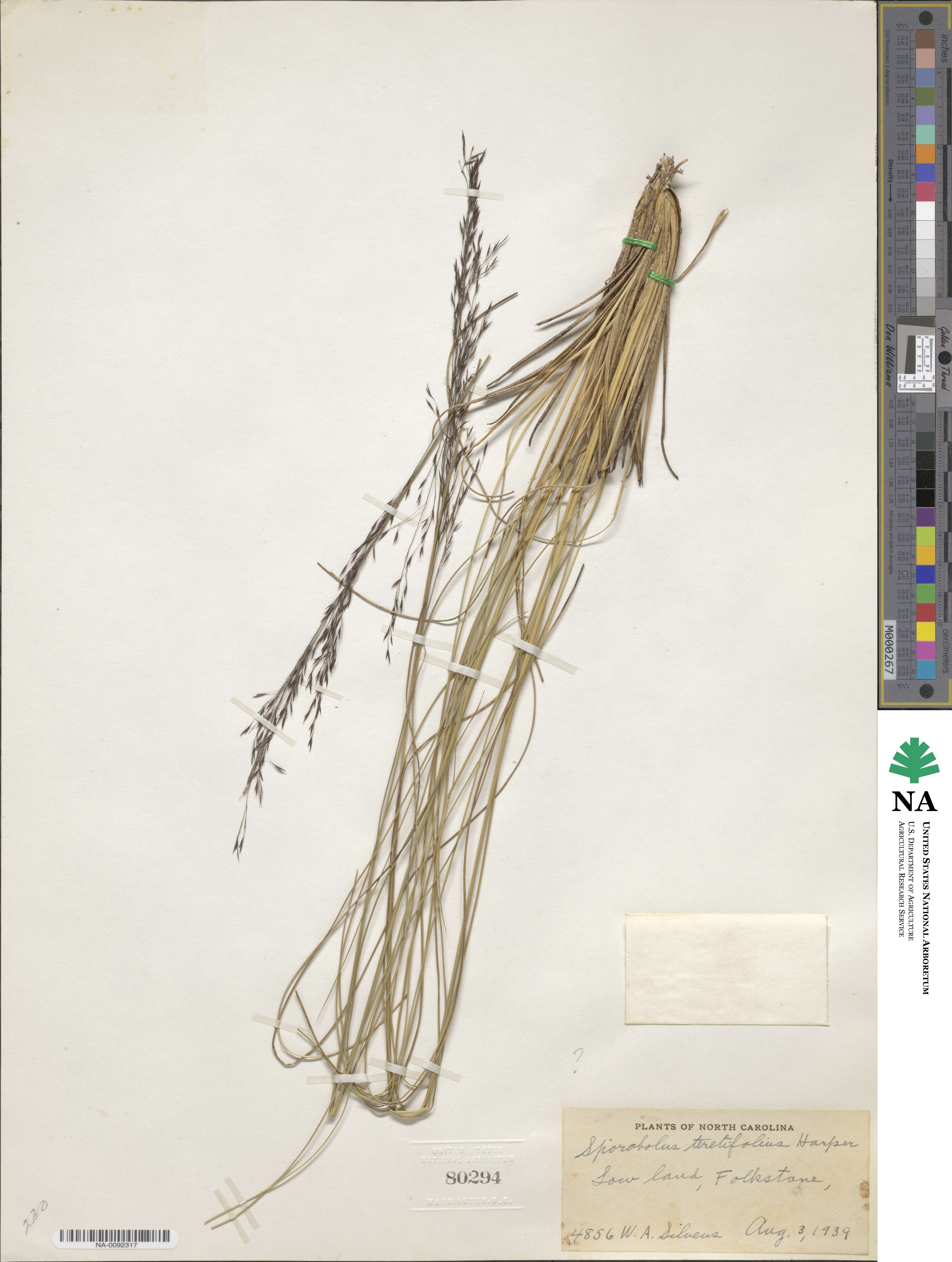 Sporobolus teretifolius image