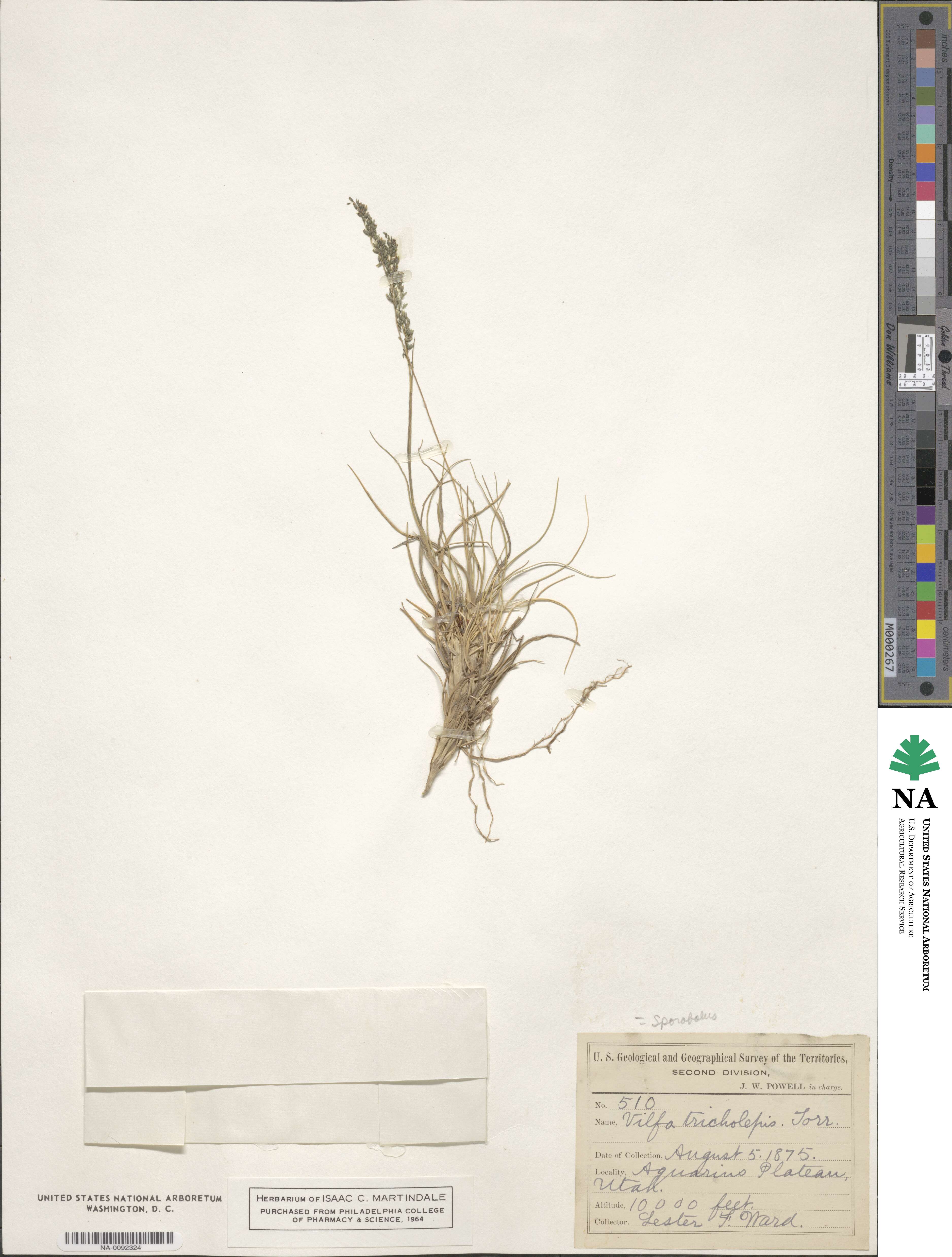 Muhlenbergia tricholepis image