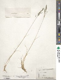 Muhlenbergia tricholepis image