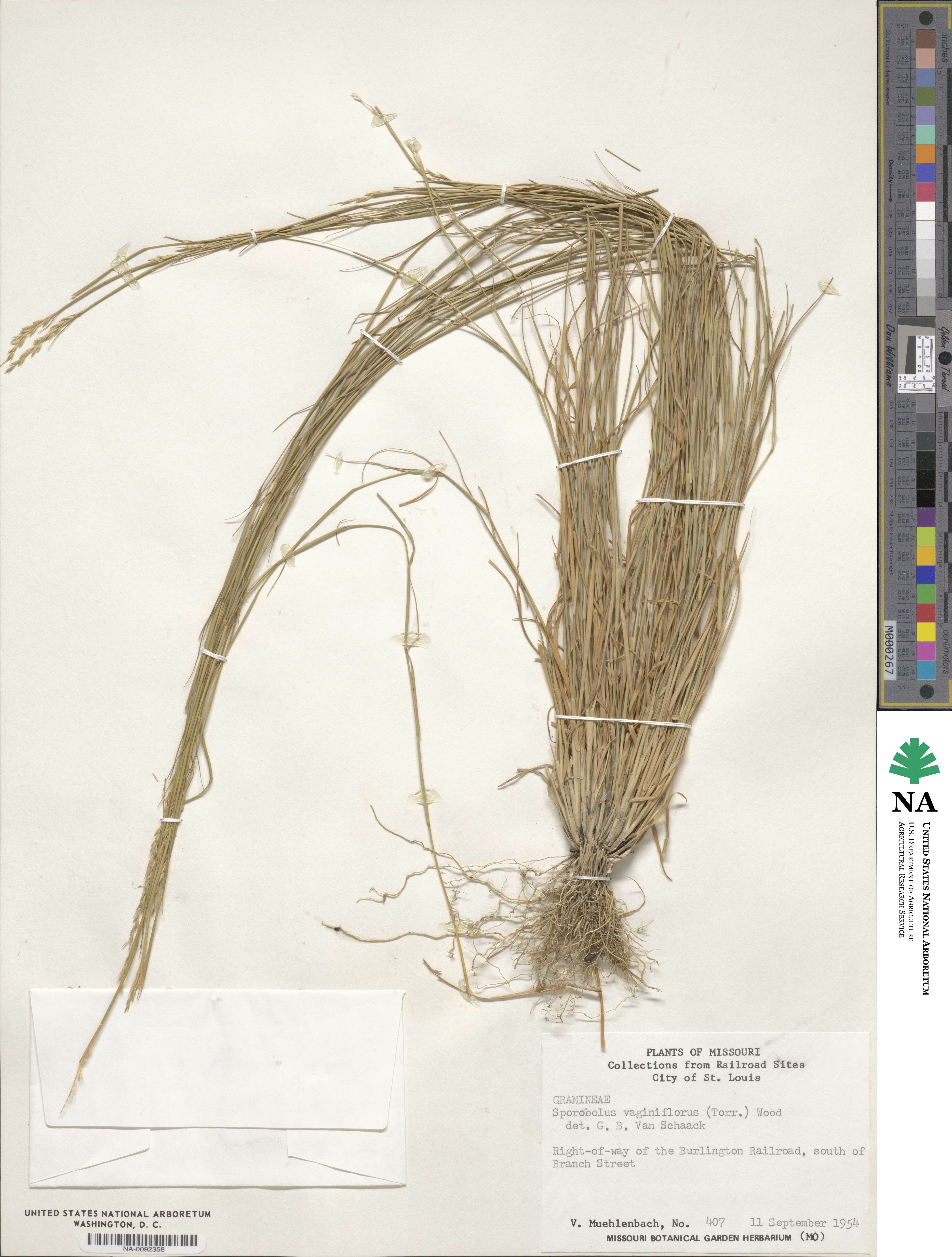 Sporobolus vaginiflorus image