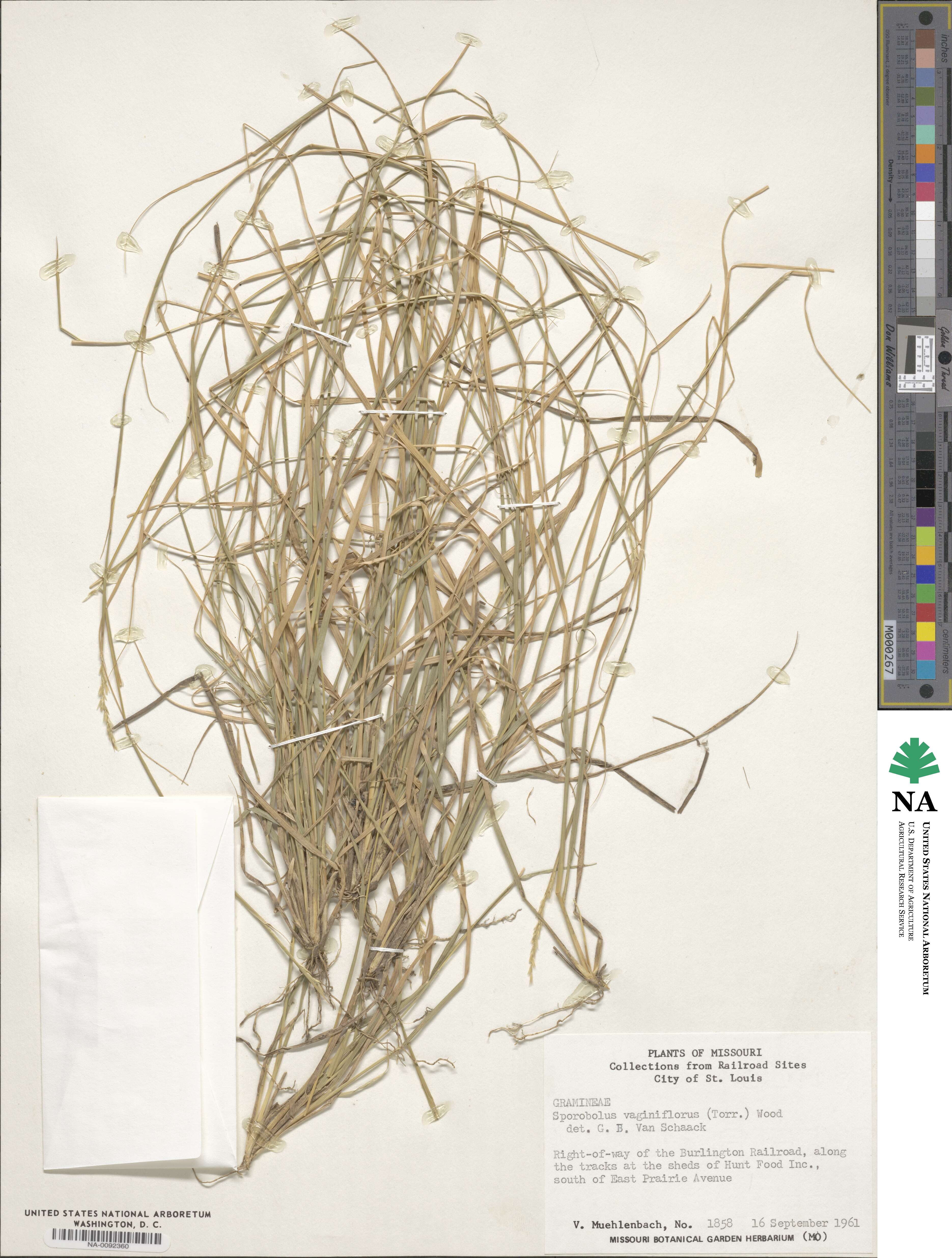 Sporobolus vaginiflorus image