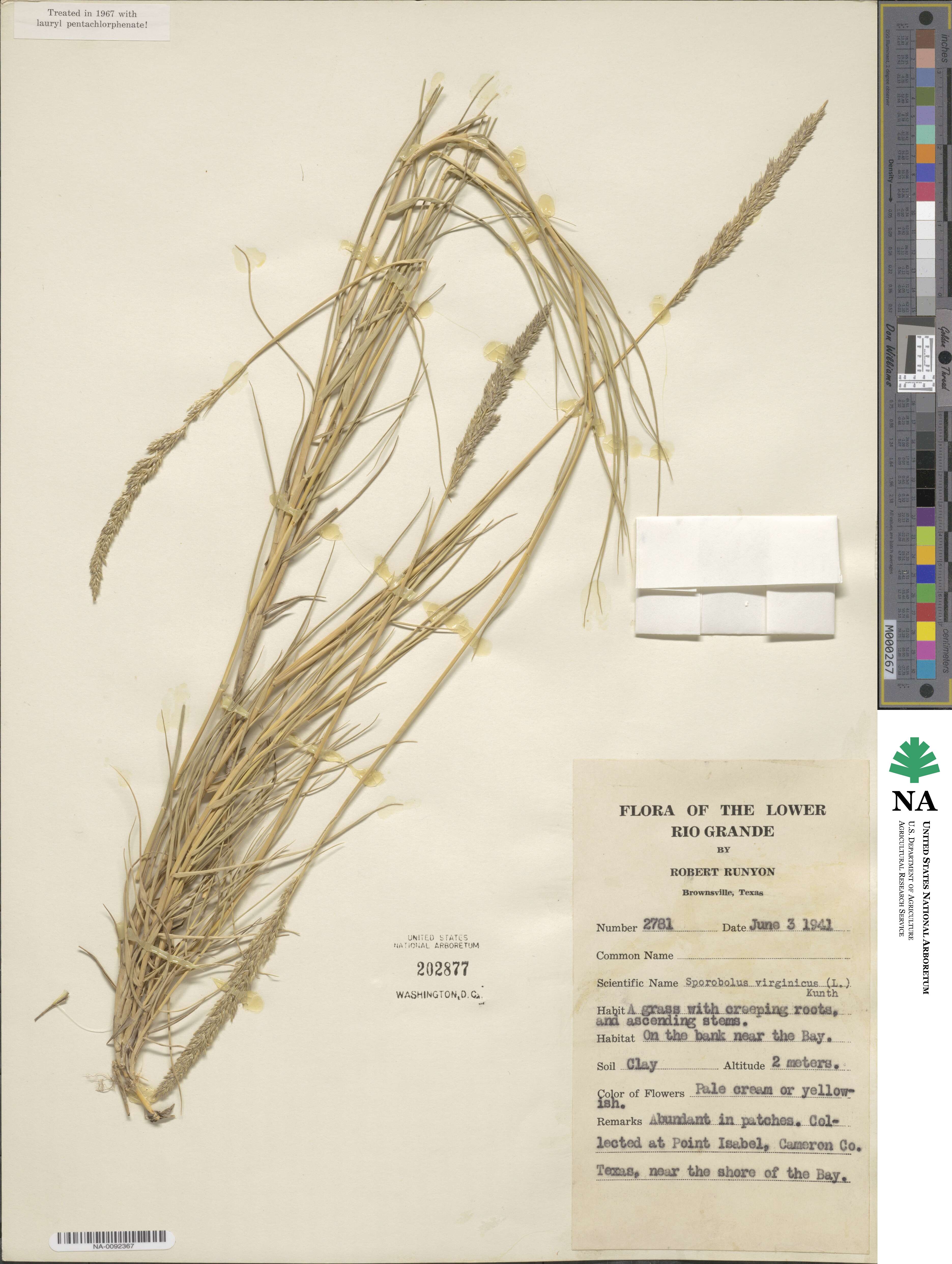 Sporobolus virginicus image