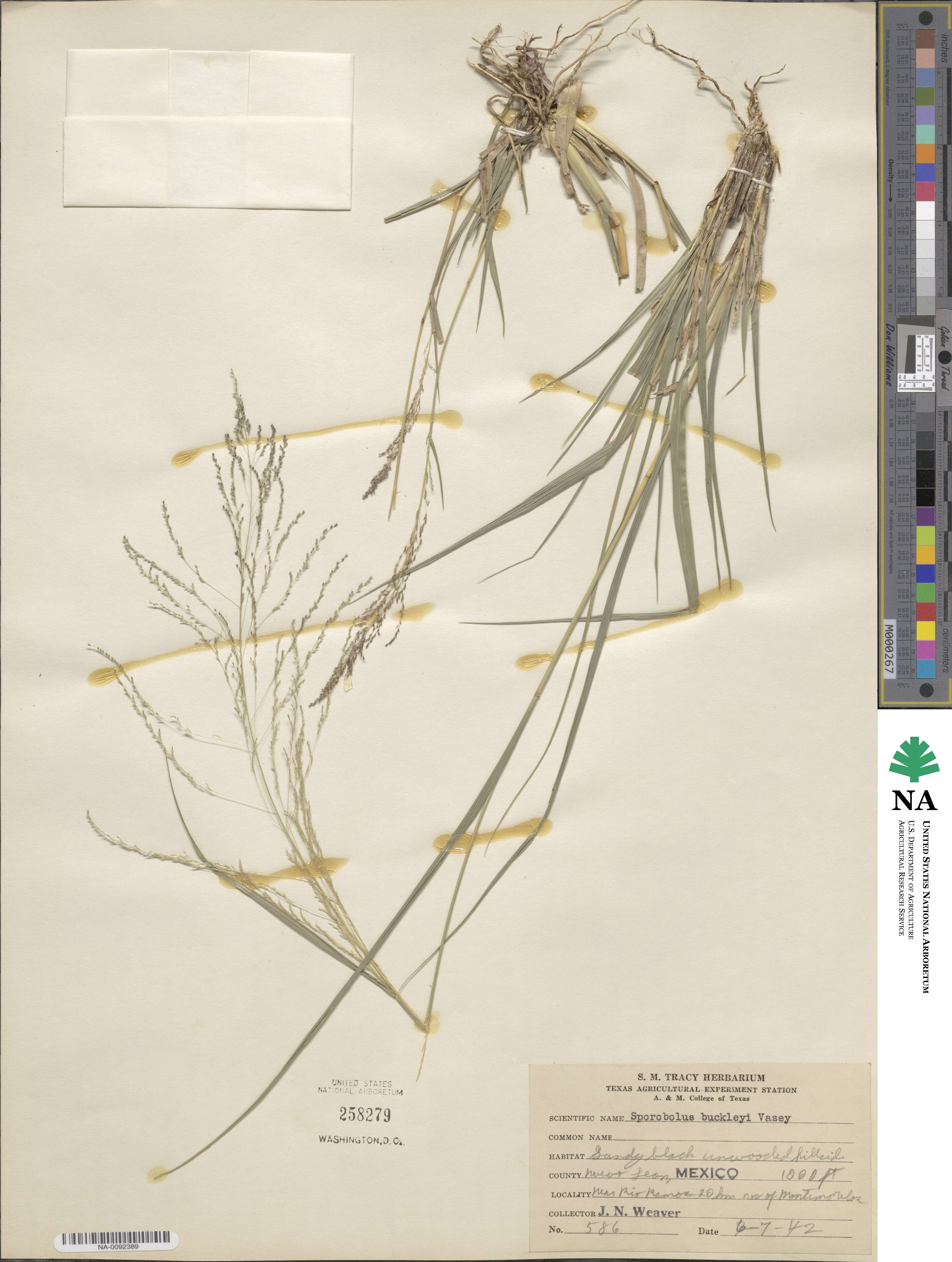 Sporobolus buckleyi image