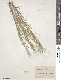 Image of Muhlenbergia capillipes