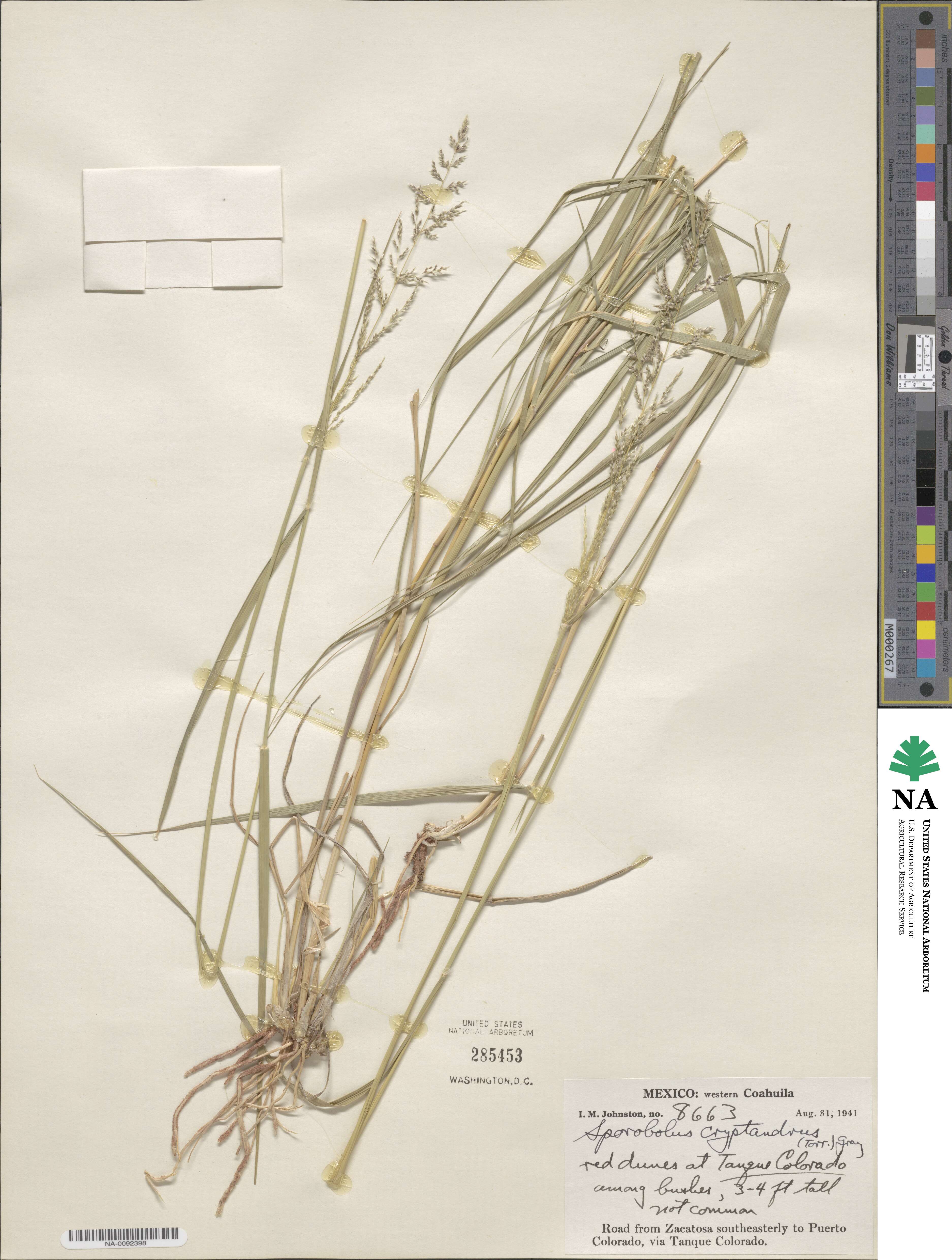 Sporobolus cryptandrus image