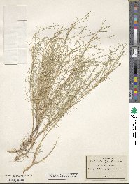 Muhlenbergia richardsonis image