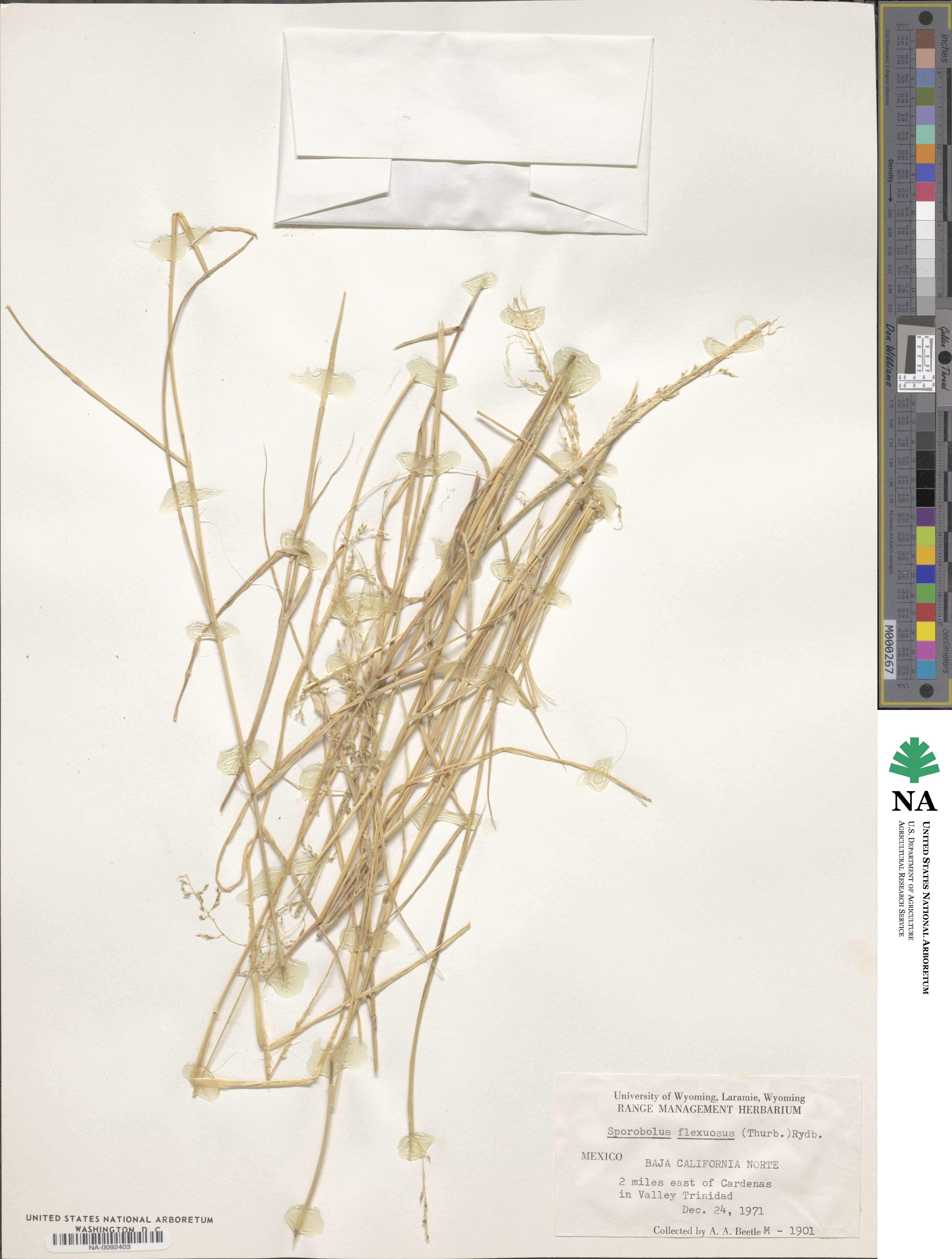 Sporobolus image