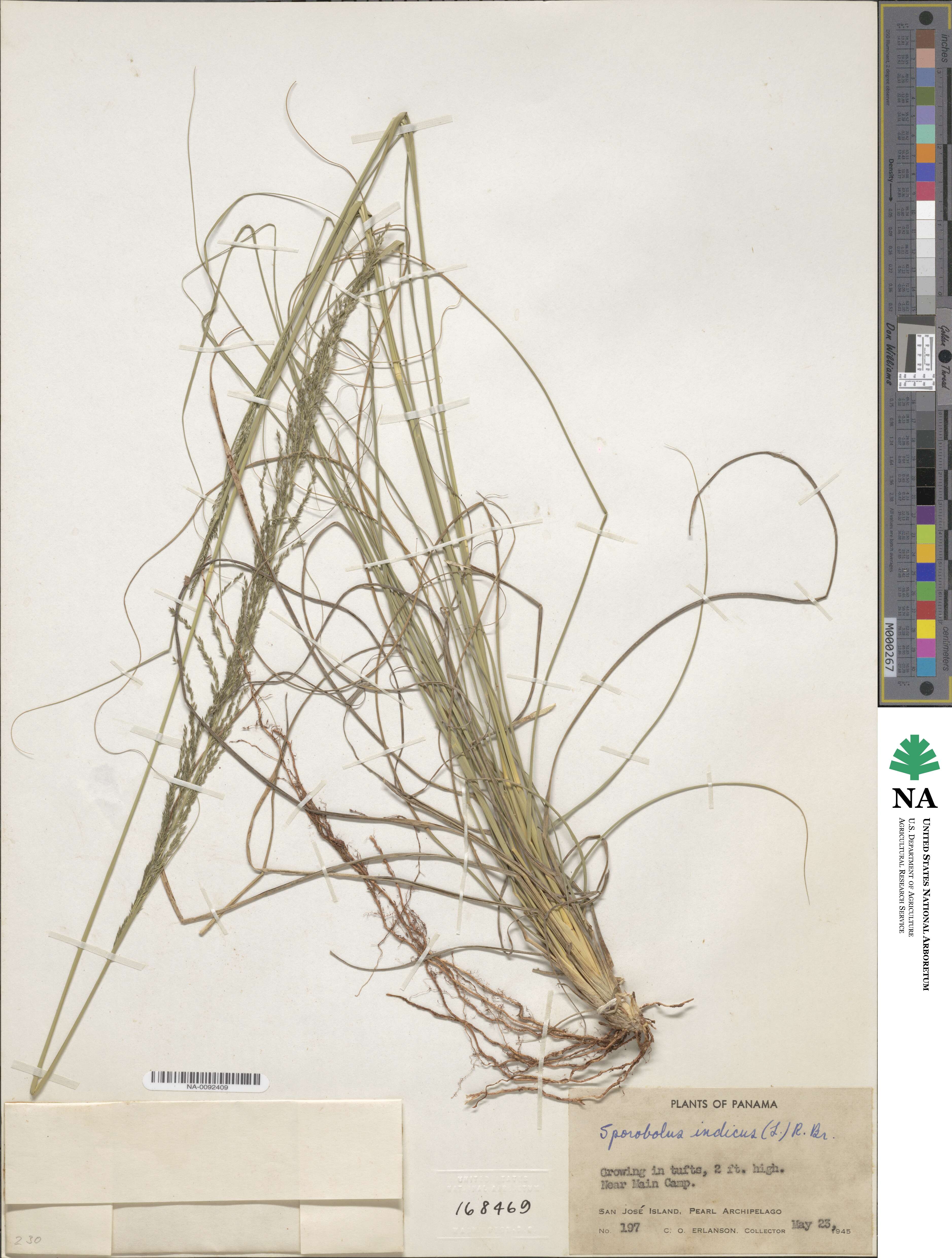 Sporobolus indicus image