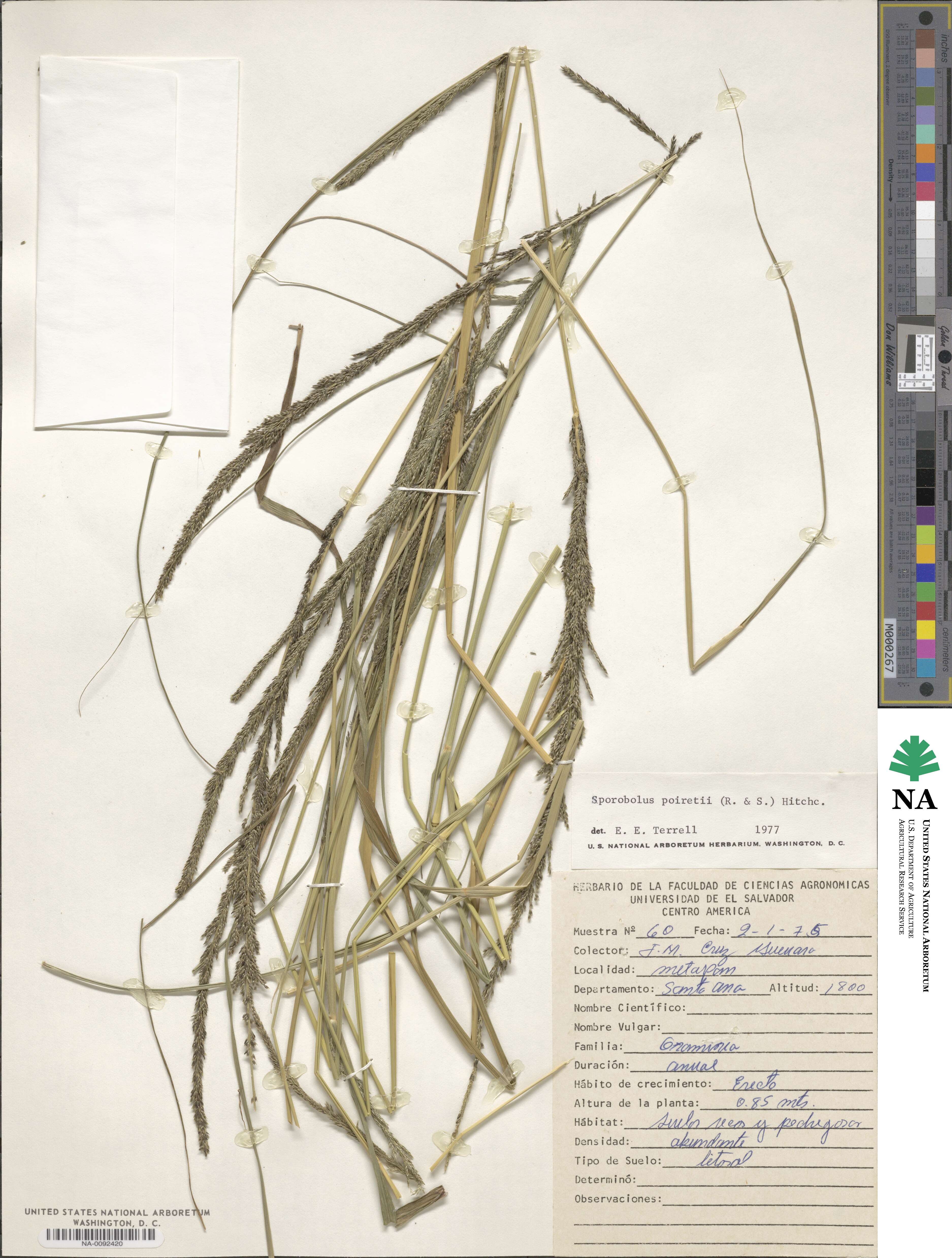Sporobolus junceus image