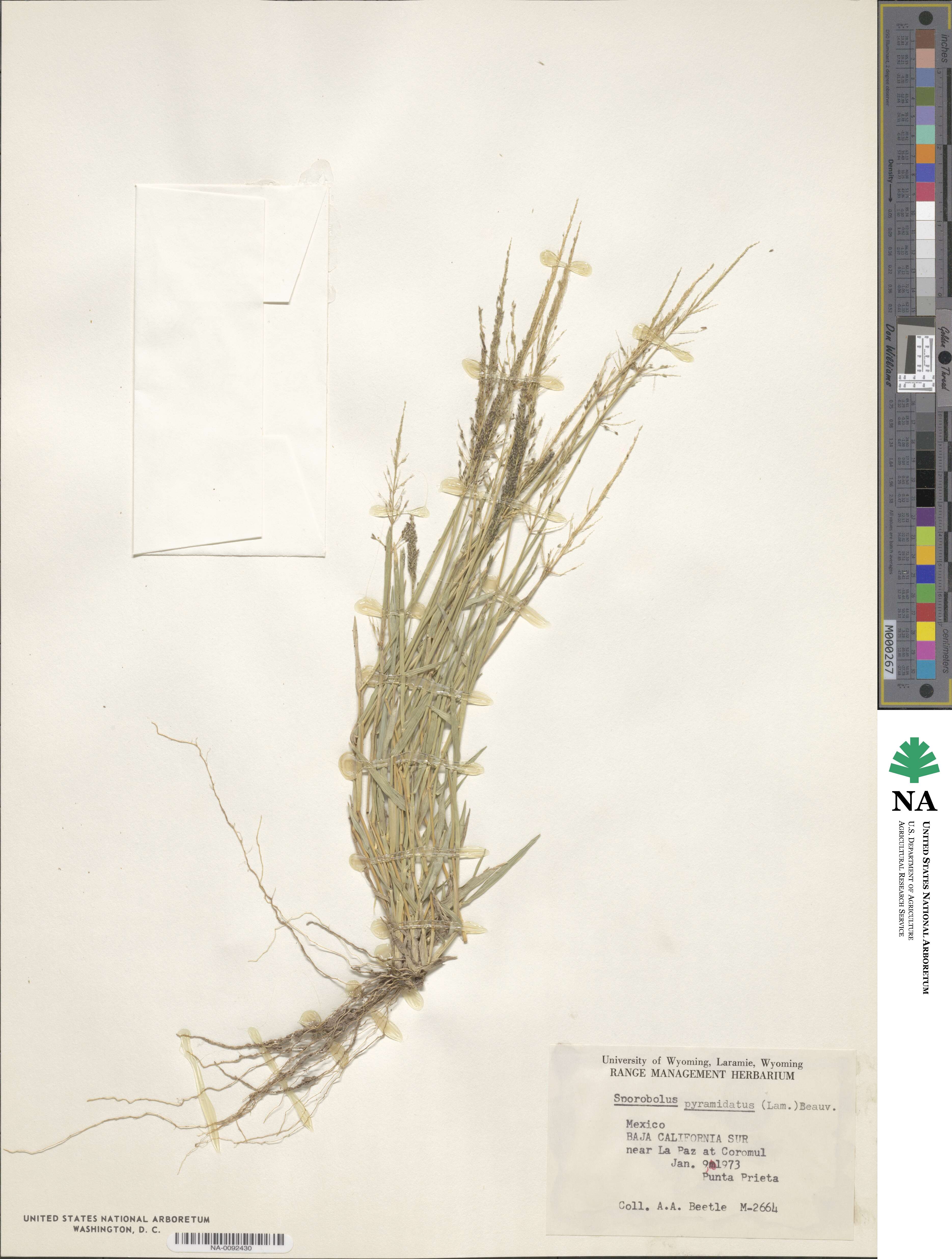 Sporobolus pyramidatus image