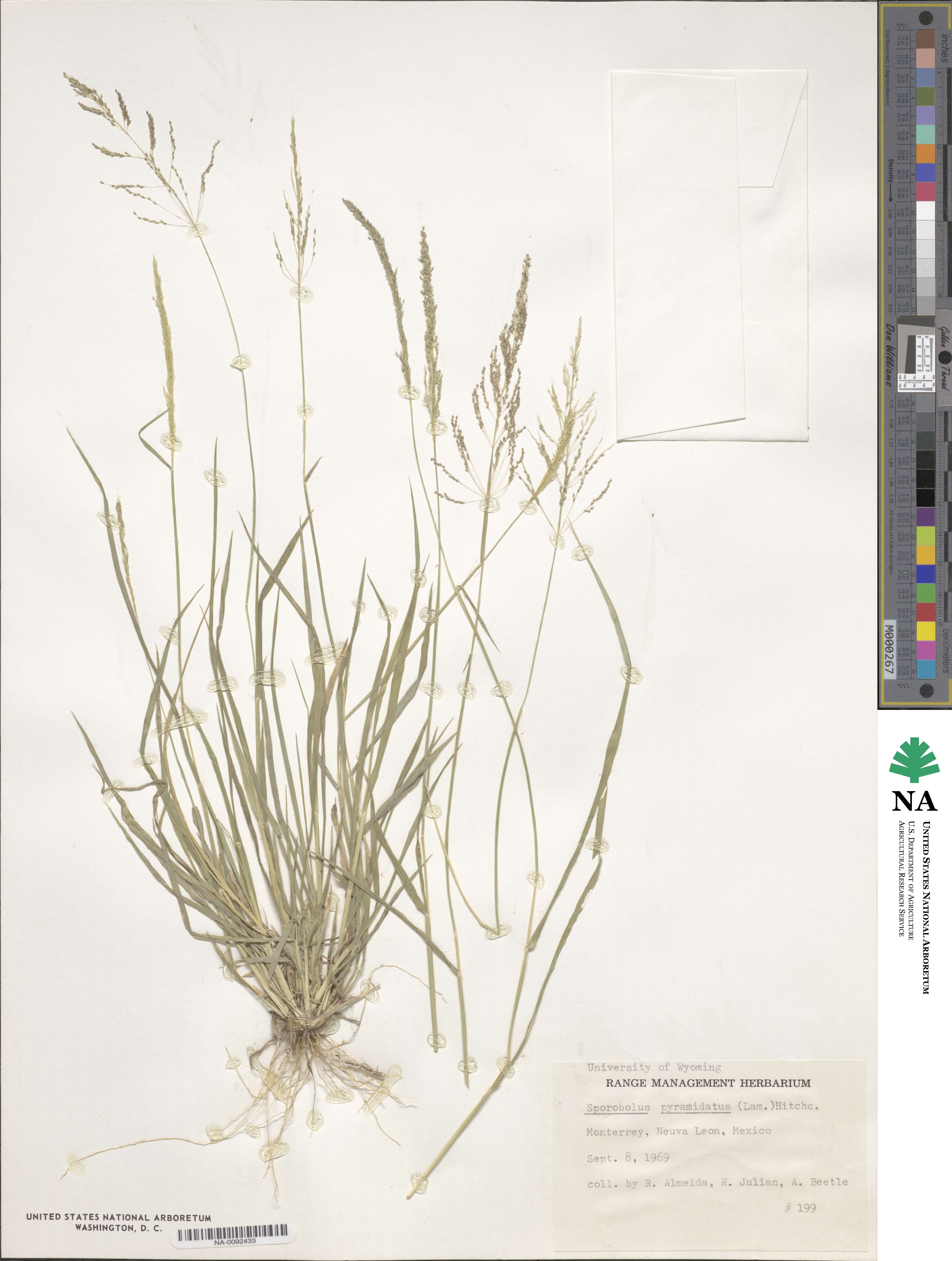 Sporobolus pyramidatus image