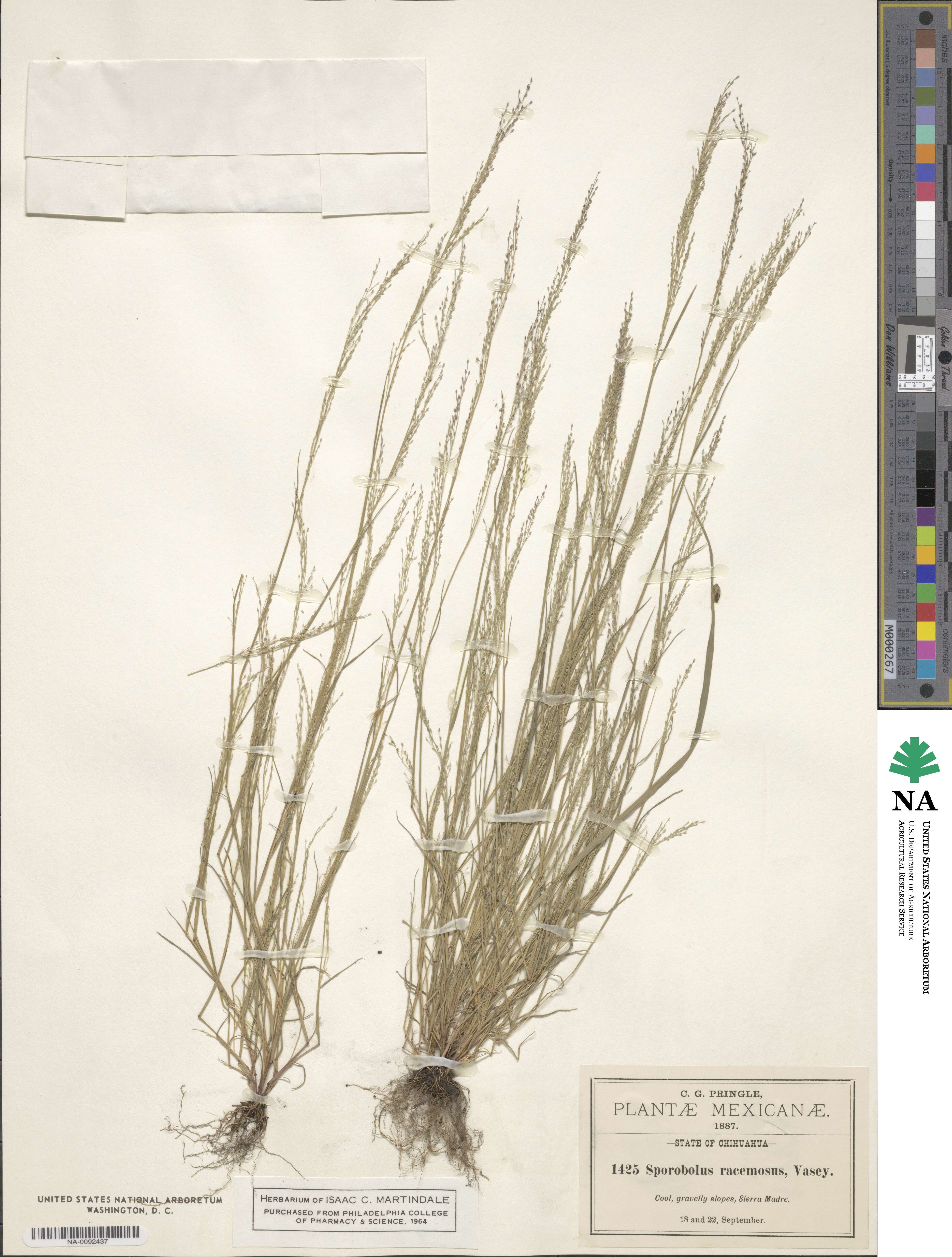 Muhlenbergia ramulosa image