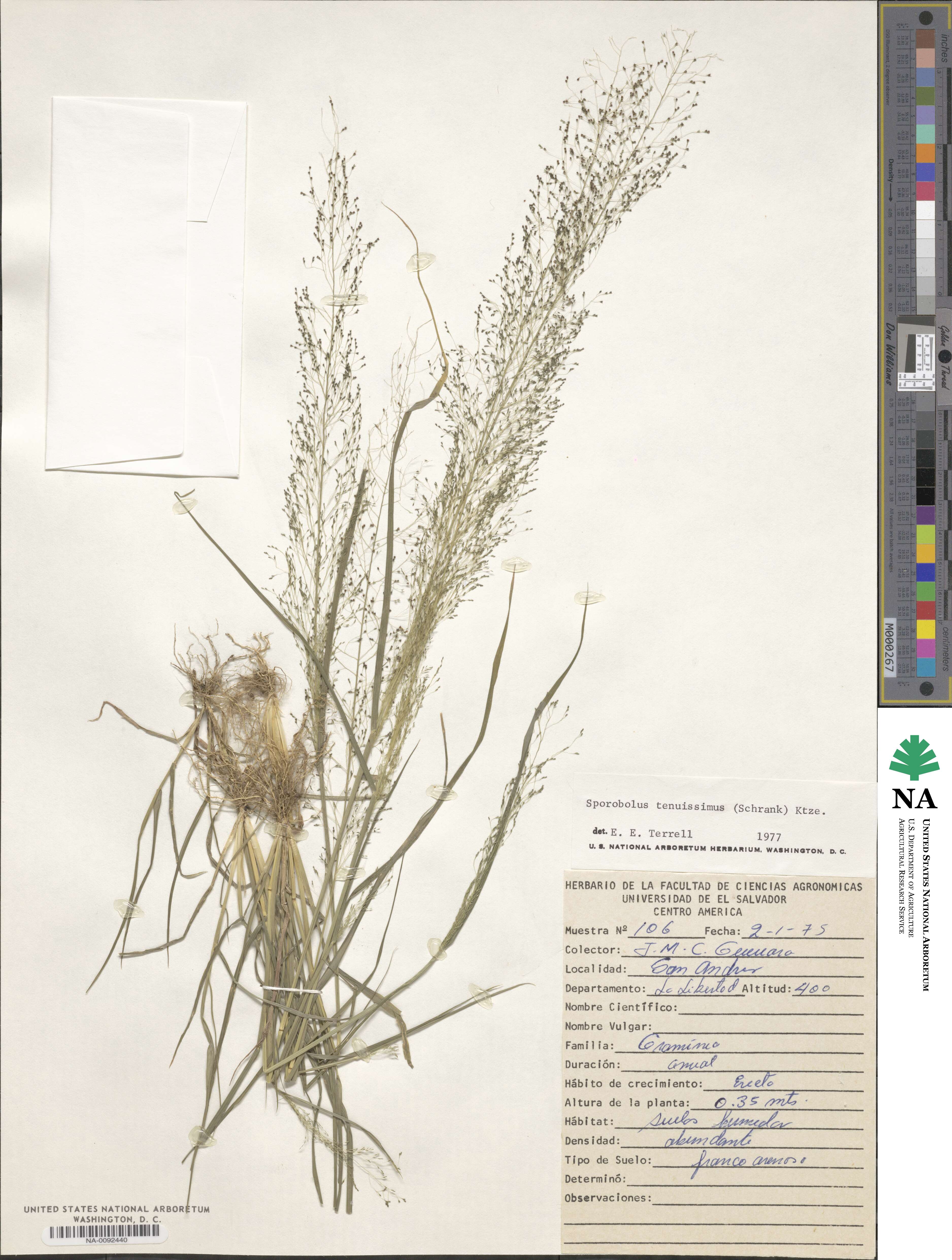 Sporobolus tenuissimus image
