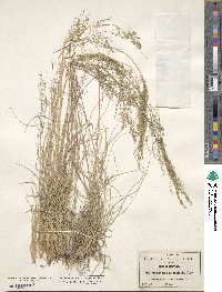 Muhlenbergia tricholepis image