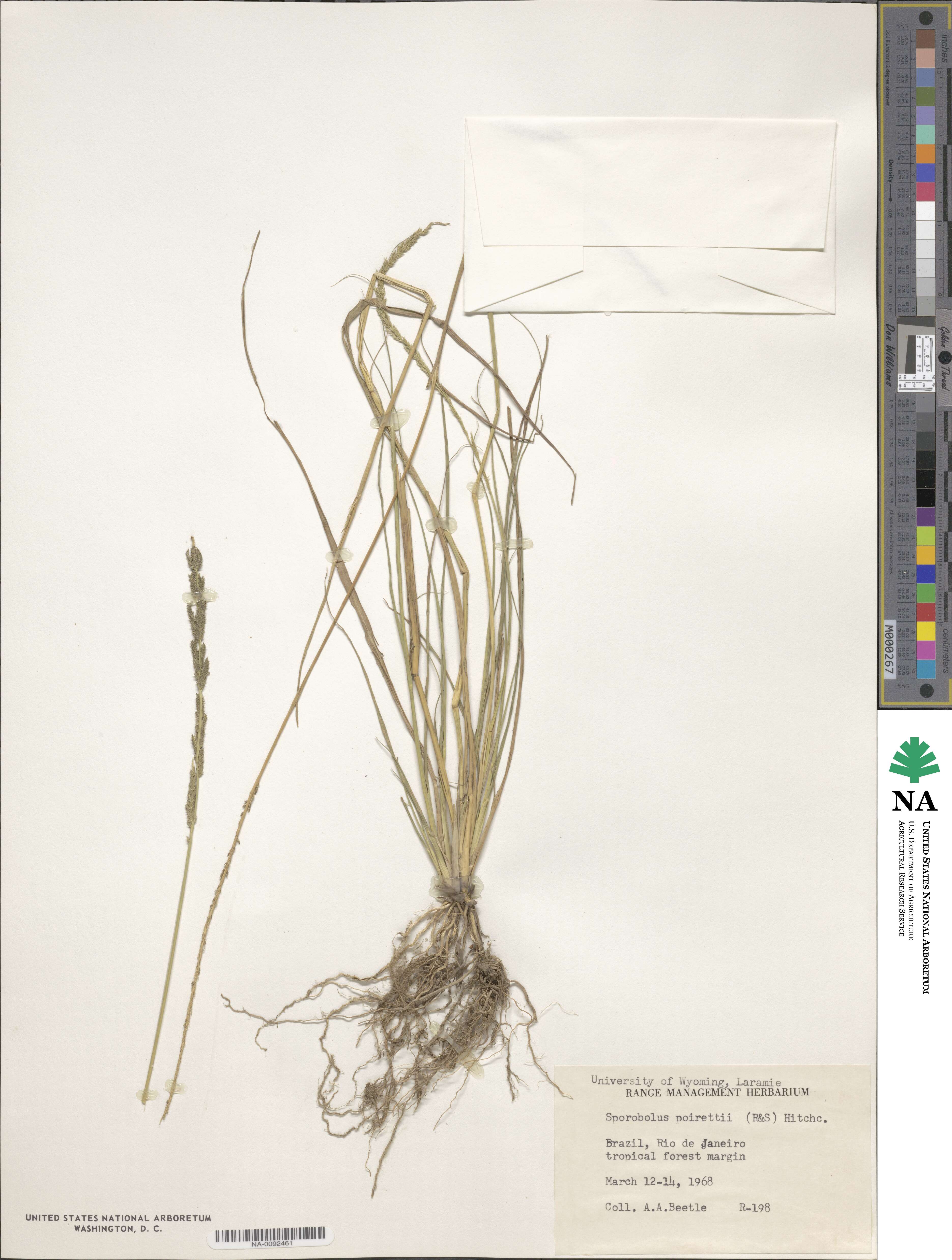 Sporobolus junceus image