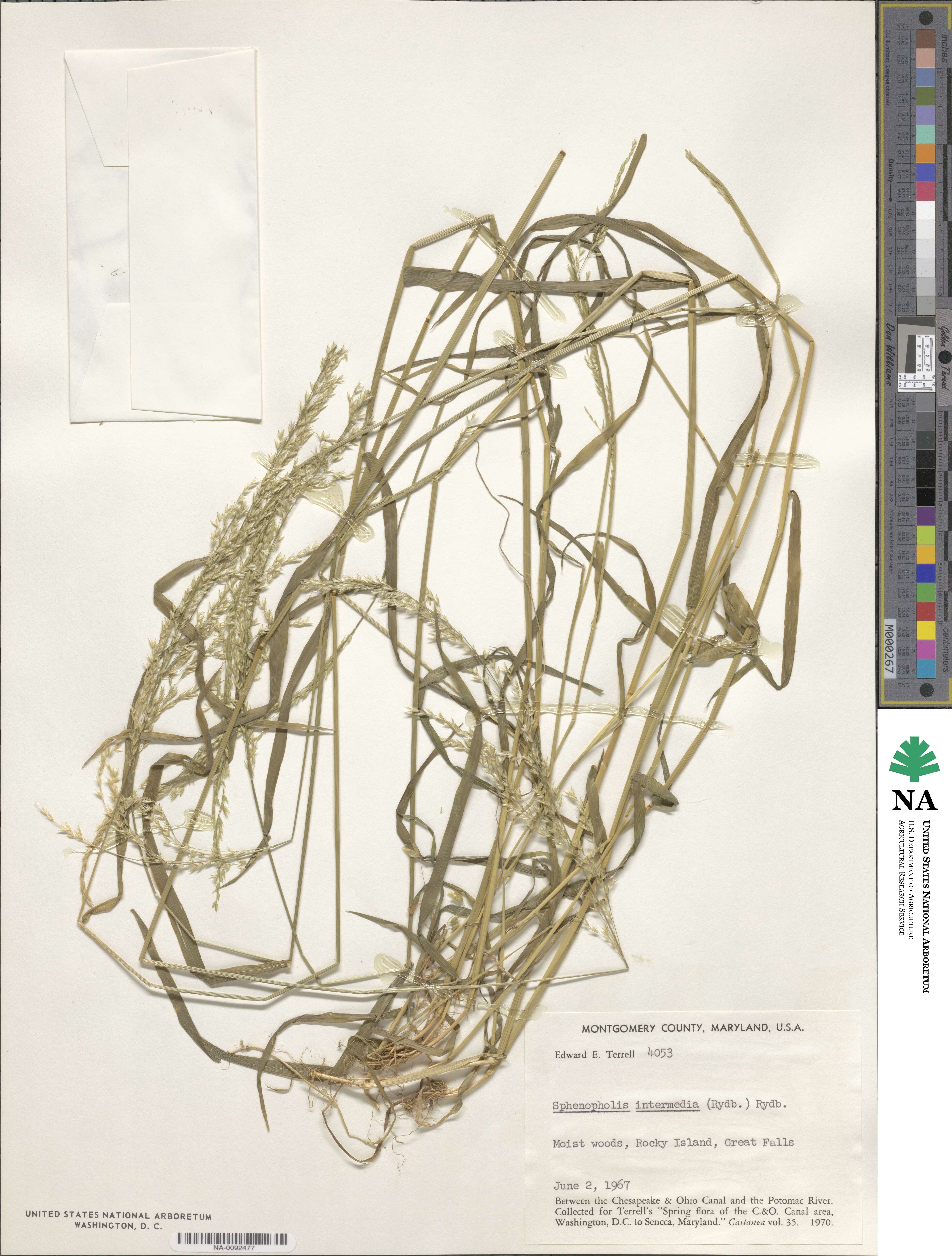 Sphenopholis intermedia image
