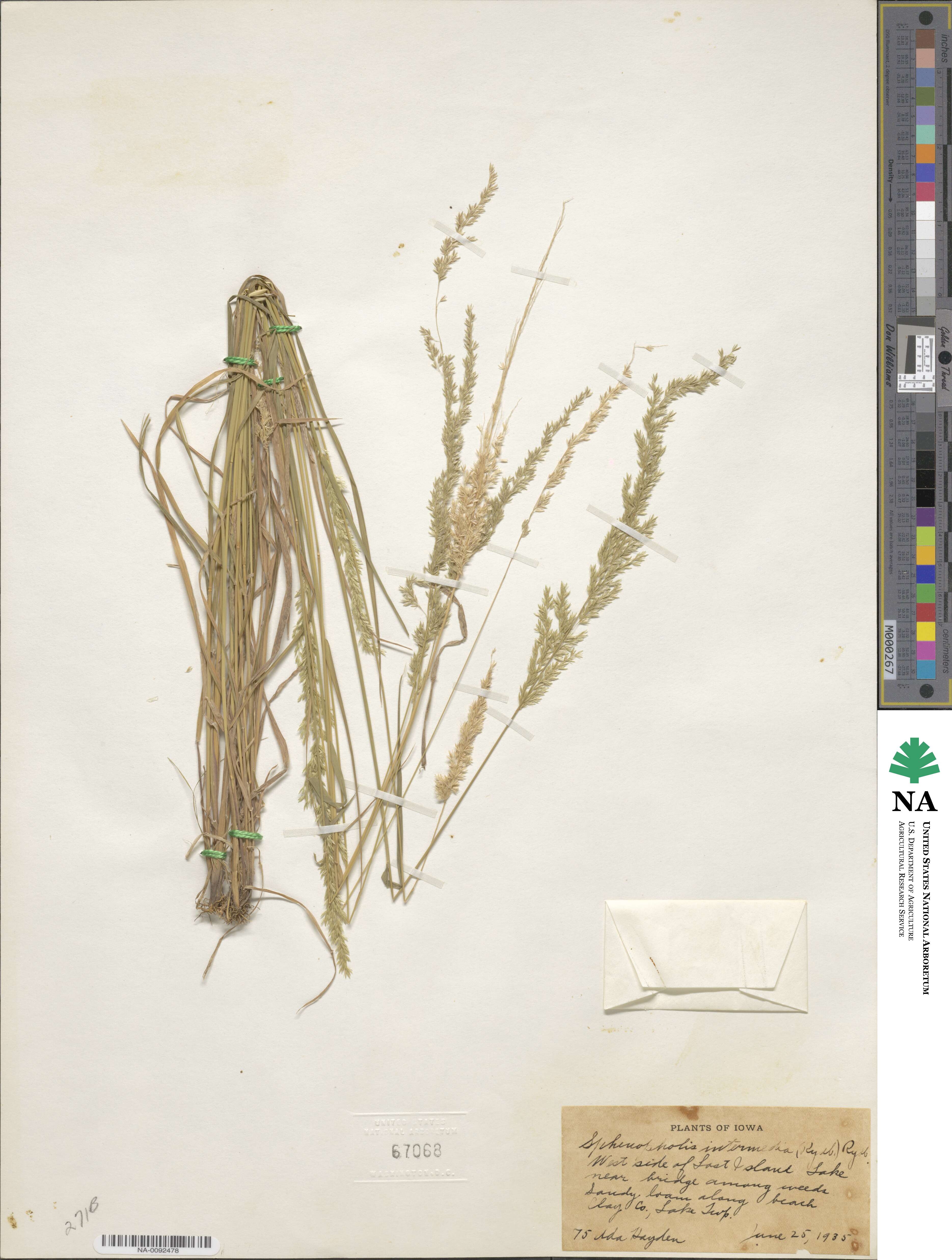 Sphenopholis intermedia image