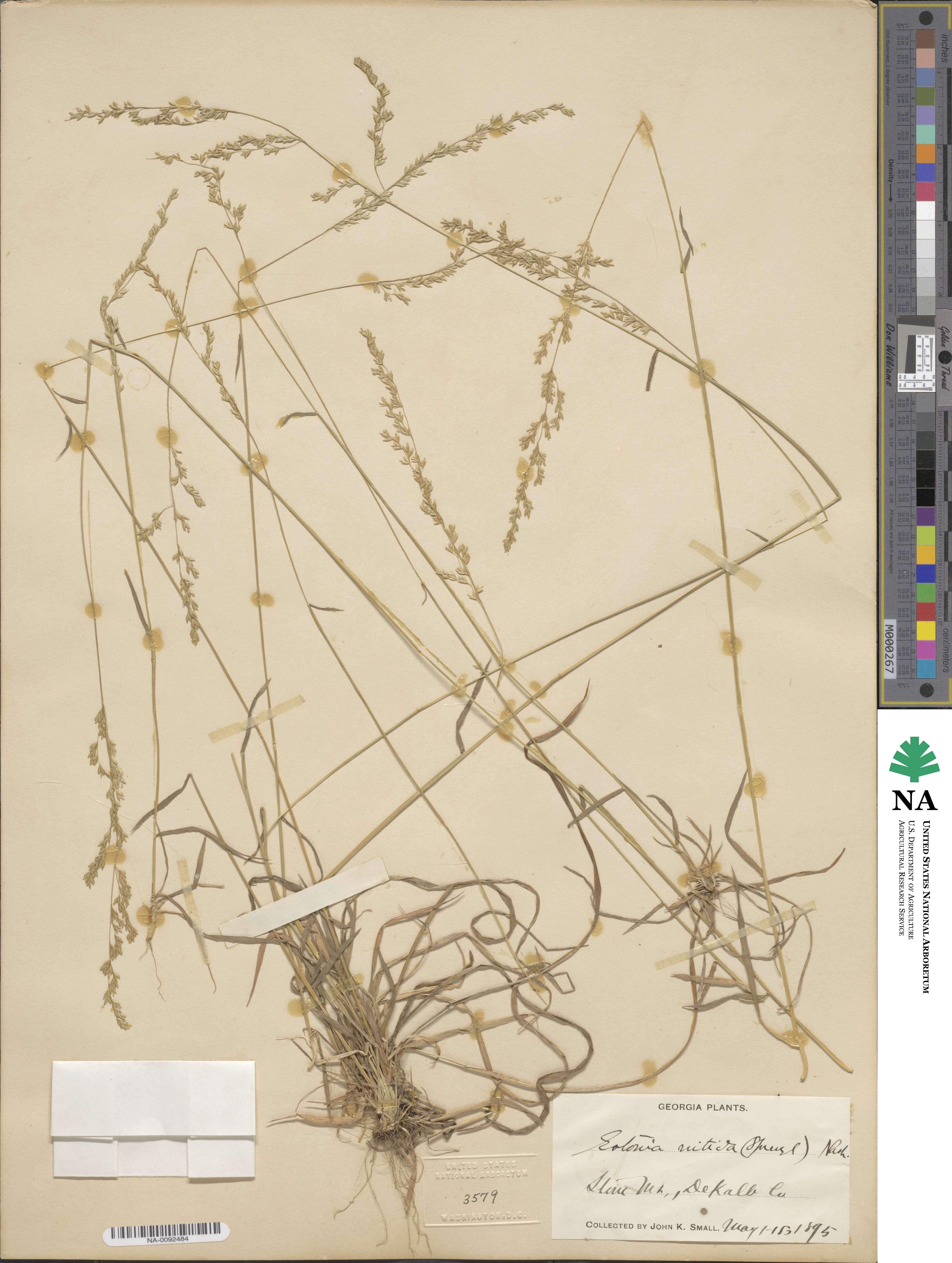 Sphenopholis nitida image