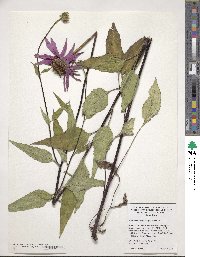 Echinacea purpurea image