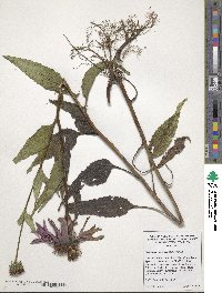 Echinacea purpurea image