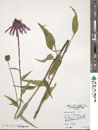 Echinacea purpurea image