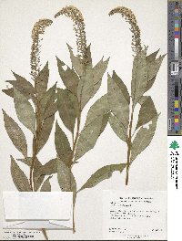 Lysimachia clethroides image