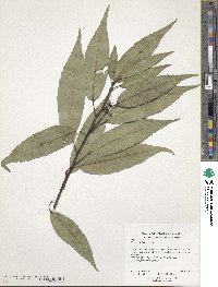 Quercus salicina image