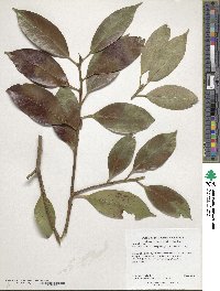 Ilex editicostata var. litseifolia image