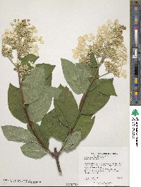 Hydrangea paniculata image