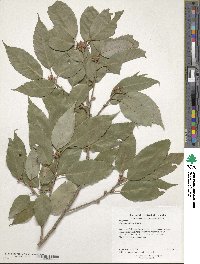 Quercus salicina image