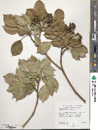 Trochodendron aralioides image