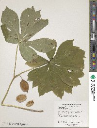 Podophyllum peltatum image