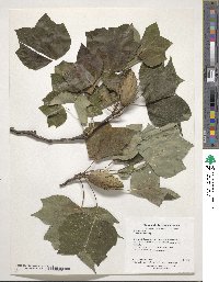 Liriodendron tulipifera image