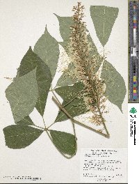 Image of Aesculus parviflora