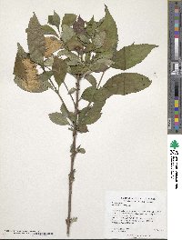 Hydrangea serrata image