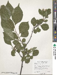 Styrax japonicus image