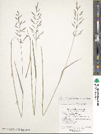 Agrostis perennans image