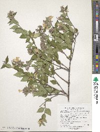 Abelia × grandiflora image