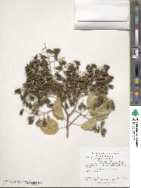 Syringa vulgaris image