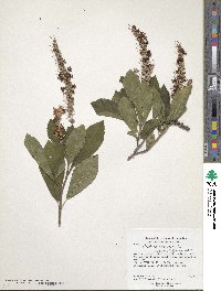 Clethra alnifolia image