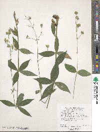 Silene stellata image