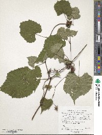 Ampelopsis glandulosa image