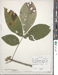 Carya ovata image