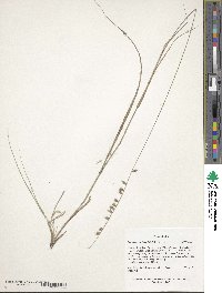 Bouteloua curtipendula image