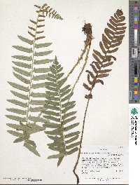 Polystichum acrostichoides image