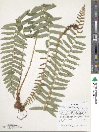 Polystichum acrostichoides image