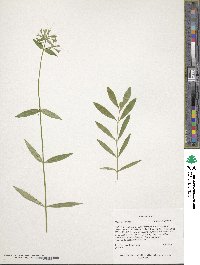 Phlox glaberrima image