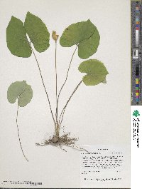 Jeffersonia diphylla image